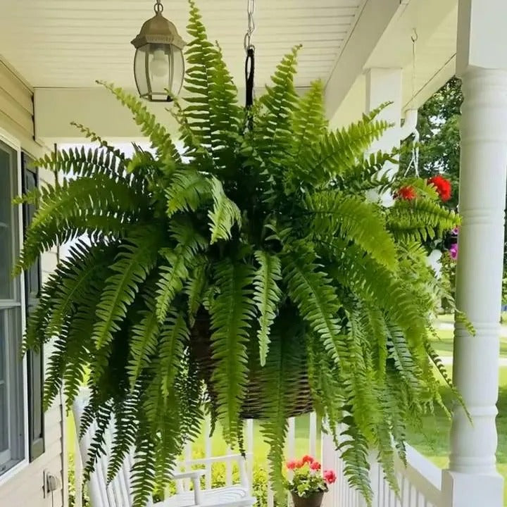 💥 50% OFF  Glowing Boston Ferns with Lights✨ Zero Watering & Maintenance💛